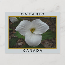 Ontario, Kanada Trillium Vykort