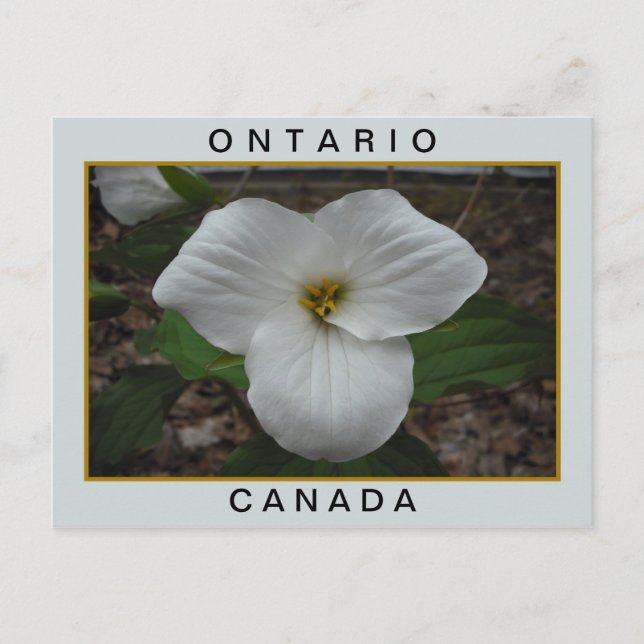 Ontario, Kanada Trillium Vykort (Framsida)