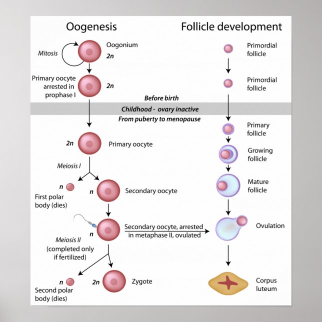 Oogenes Poster (Framsidan)