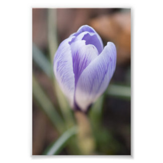 Oöppnad Crocus Fototryck