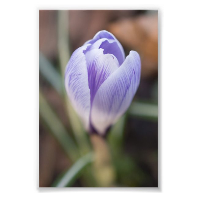 Oöppnad Crocus Fototryck (Framsidan)