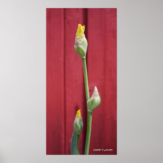 Oöppnad - Gult Poster (Framsidan)