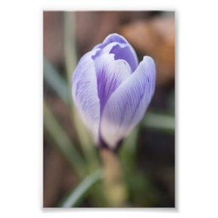 Oöppnad krokus fototryck