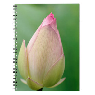 Oöppnad vattenliljeknöl, Durban Botanical Anteckningsbok