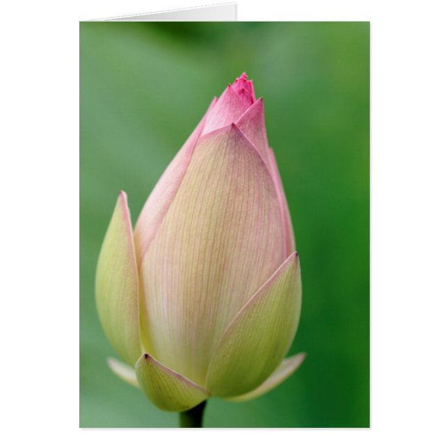 Oöppnad vattenliljeknöl, Durban Botanical Hälsningskort (Framsidan)