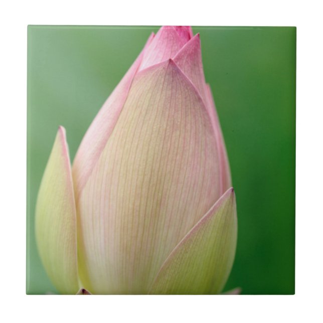 Oöppnad vattenliljeknöl, Durban Botanical Kakelplatta (Framsidan)