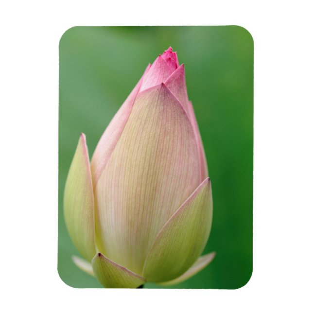 Oöppnad vattenliljeknöl, Durban Botanical Magnet (Vertikal)