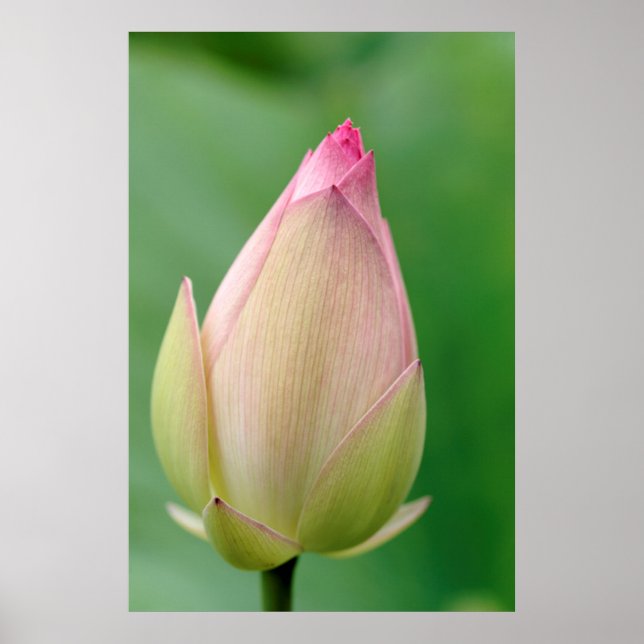 Oöppnad vattenliljeknöl, Durban Botanical Poster (Framsidan)
