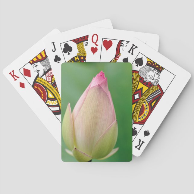 Oöppnad vattenliljeknöl, Durban Botanical Spel Kort (Baksidan)