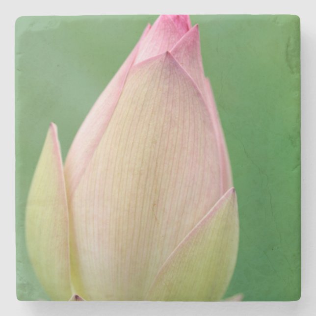 Oöppnad vattenliljeknöl, Durban Botanical Underlägg Sten (Framsidan)