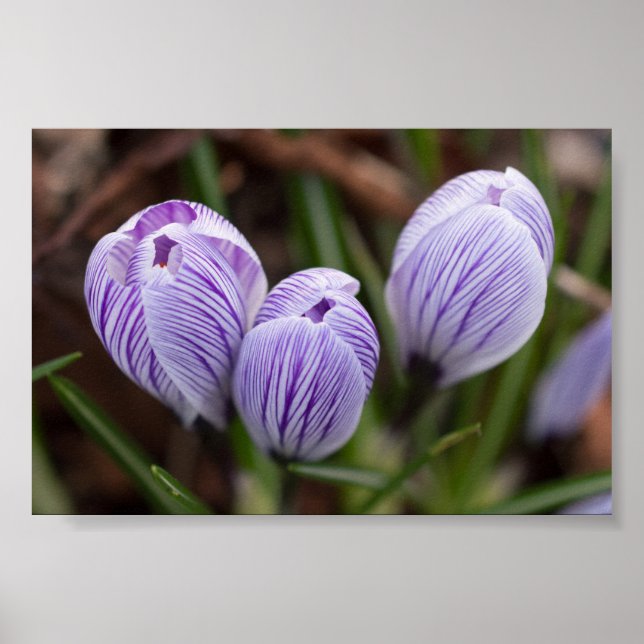 Oöppnade Crocuses Poster (Framsidan)