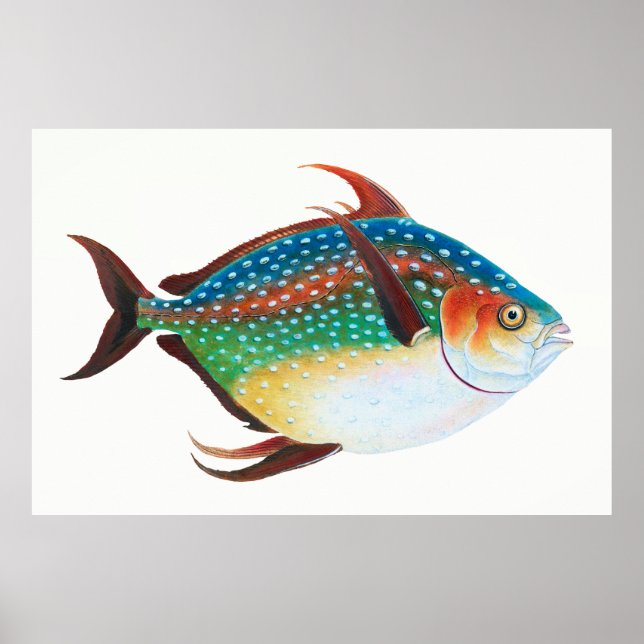 Opah, Fiskillustration, Edward Donovan, Poster (Framsidan)