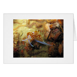 Opalescent Nudigren OBS Kort