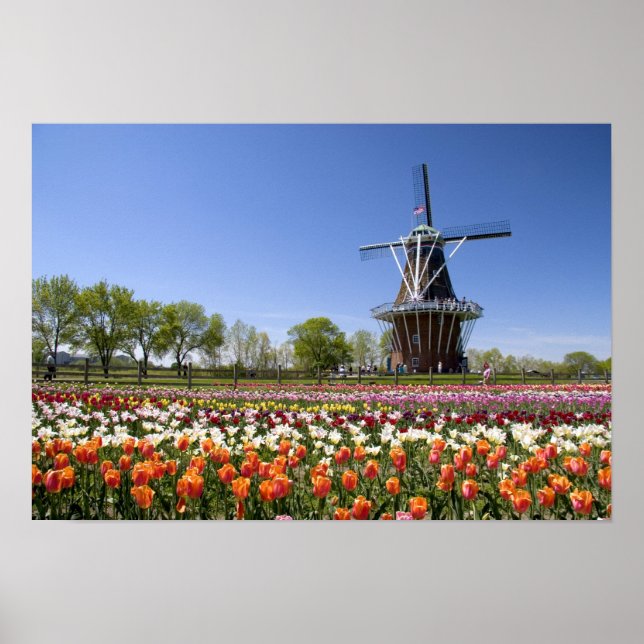 Öparkering med tulpaner i blomning på kvarn poster (Framsidan)