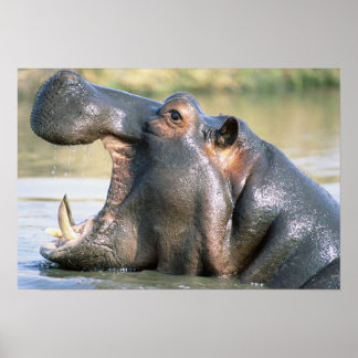 Open Mouthed Hippo Poster
