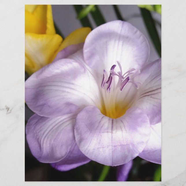 Open violet Fresia (Framsida)