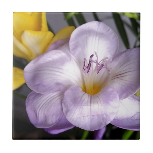 Open violet Fresia Kakelplatta (Framsidan)