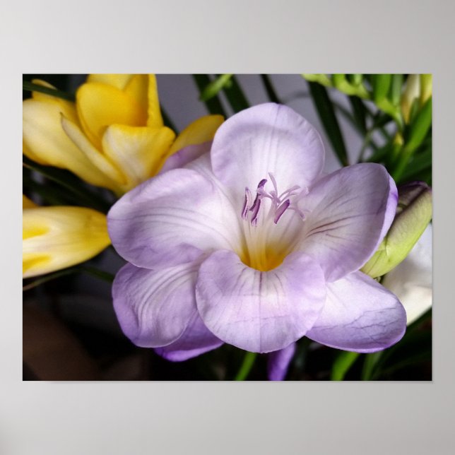 Open violet Fresia Poster (Framsidan)