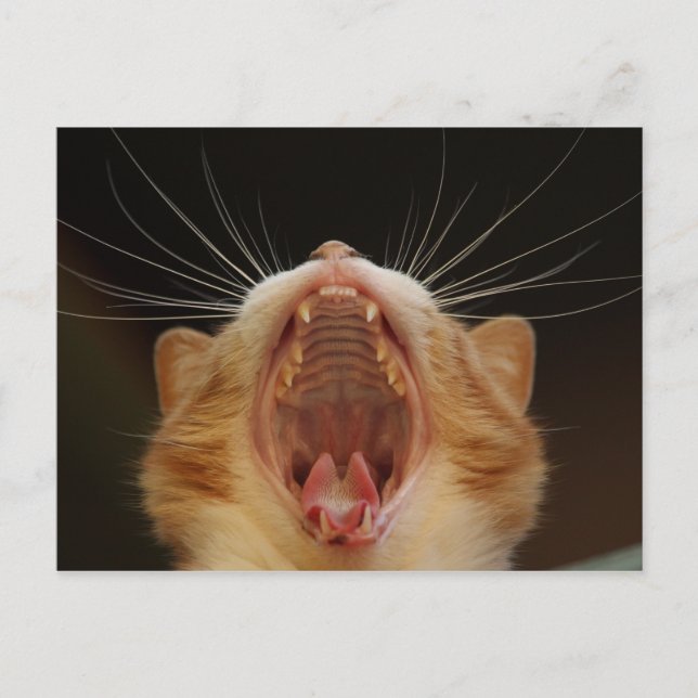 Open Wide Kattunge Yawning Vykort (Framsida)