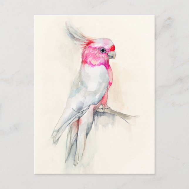 Opera Cockatoo Vykort (Framsida)