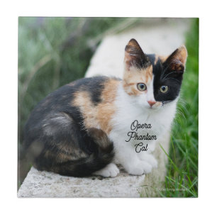 Operans spökkatt kakelplatta