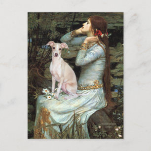 Ophelia - Italienska Greyhound 5 Vykort