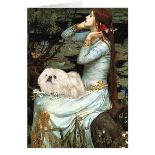 Ophelia - White Pekingese 4 Hälsningskort