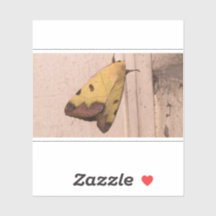 Ophiusa tirhaca, den gröna dämpade