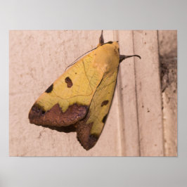 Ophiusa tirhaca, den gröna mattfjärilen poster