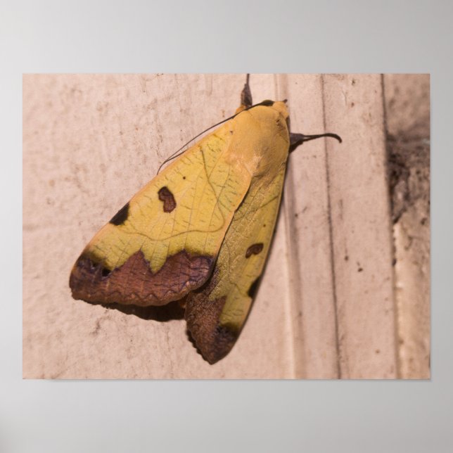 Ophiusa tirhaca, den gröna mattfjärilen poster (Framsidan)