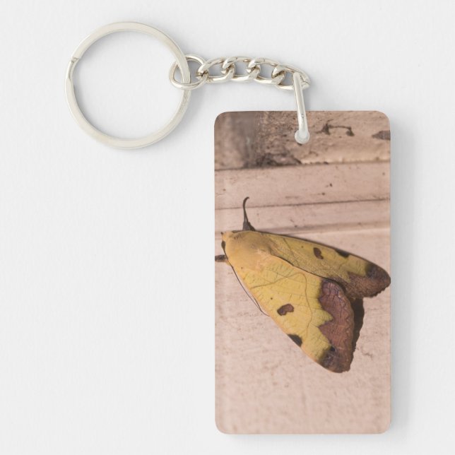 Ophiusa tirhaca, grönt drab (Framsidan)