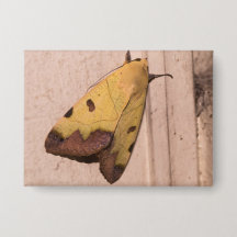 Ophiusa tirhaca, grönt drab