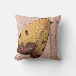 Ophiusa tirhaca, grönt drab kudde