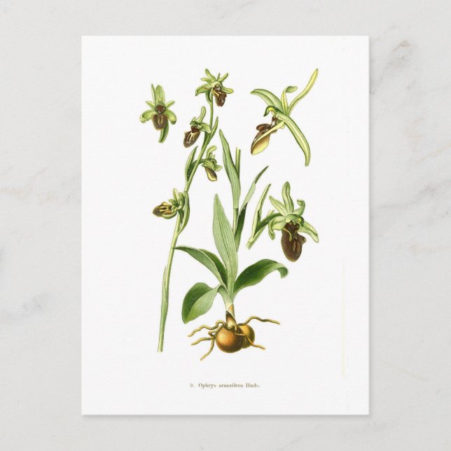 Ophrys araneifera vykort (Framsida)