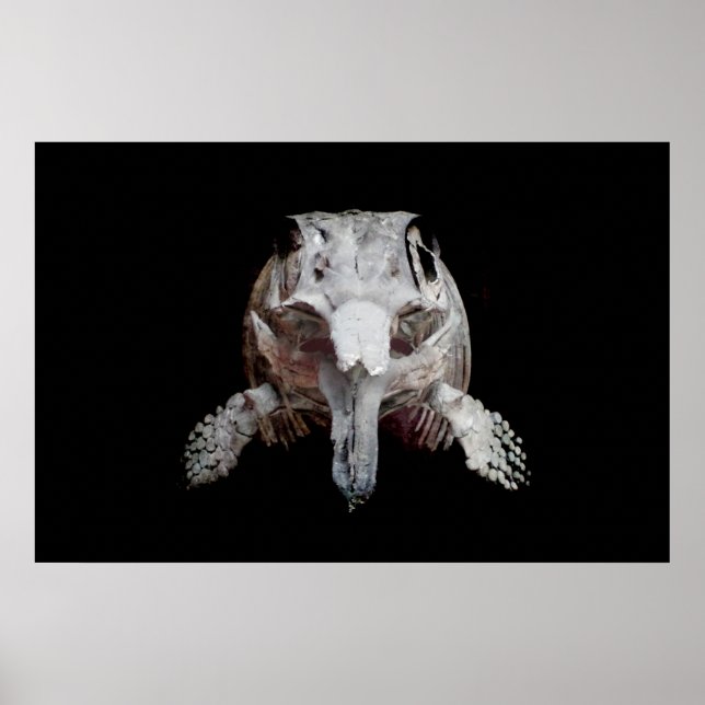 Ophthalmosaurus Poster (Framsidan)