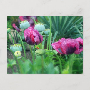 Opium Poppies Vykort