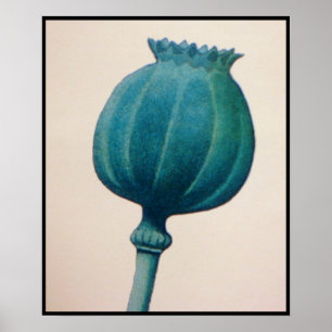 OPIUM POPPY POSTER