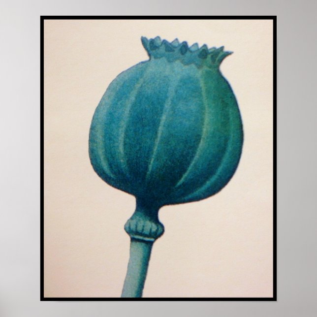 OPIUM POPPY POSTER (Framsidan)