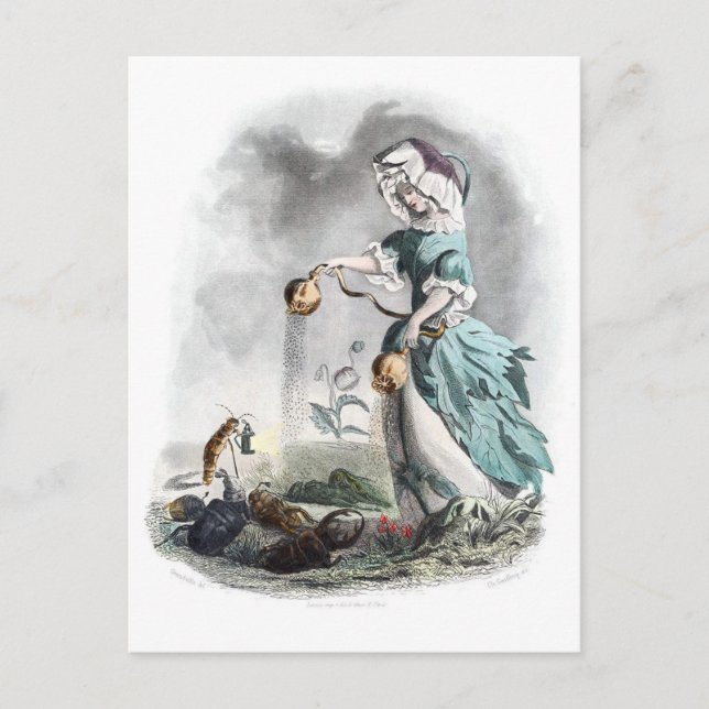 Opium Poppy Vykort (Framsida)