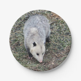 Opossum-foto
