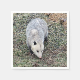 Opossum-foto Pappersservett