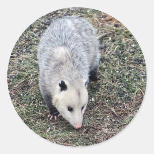 Opossum-foto Runt Klistermärke
