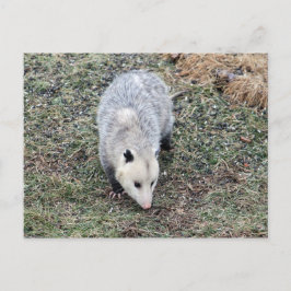 Opossum-foto Vykort