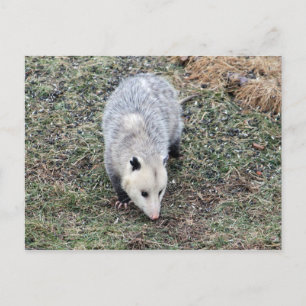 Opossum-foto Vykort