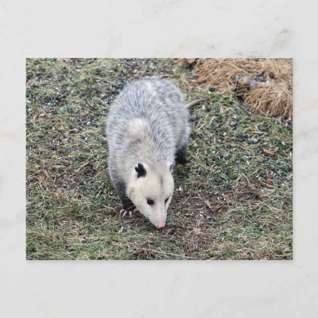 Opossum-foto Vykort (Framsida)