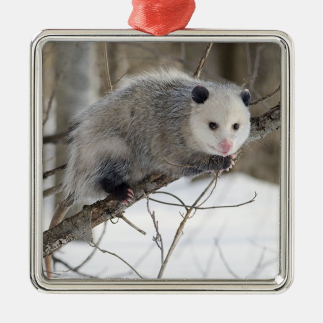 Opossum Kärlek Julgransprydnad Metall (Framsidan)