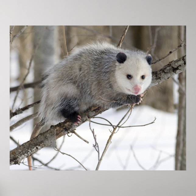 Opossum Kärlek Poster (Framsidan)