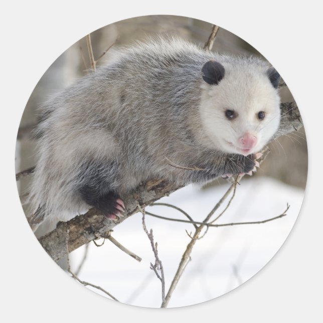 Opossum Kärlek Runt Klistermärke (Framsida)