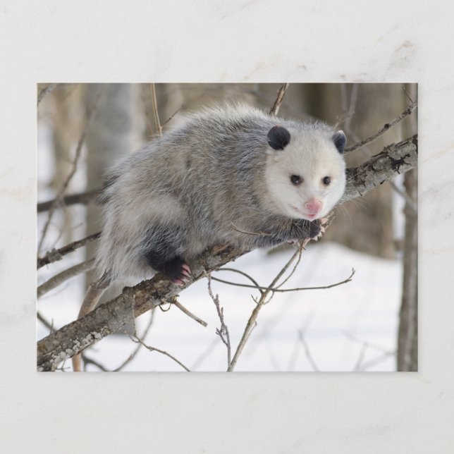Opossum Kärlek Vykort (Framsida)