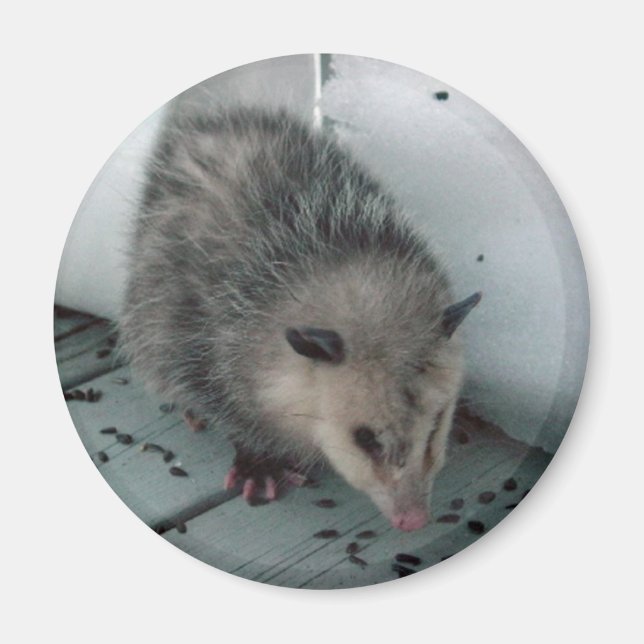 opossum magnet (Framsidan)